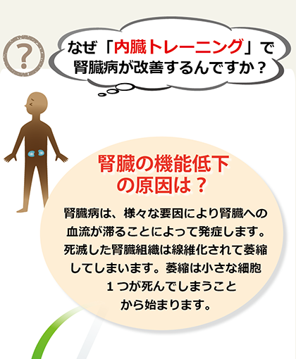 なぜ内臓トレーニングで腎臓病が改善するんですか？