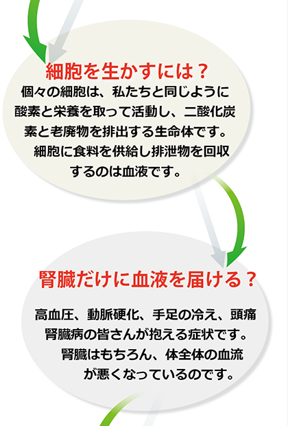細胞を生かすには？腎臓だけに血液を届ける？