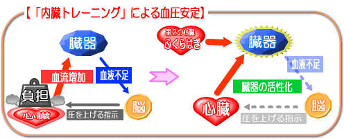 血圧が安定する仕組み