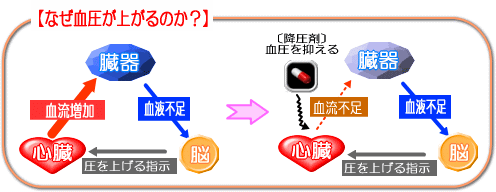 なぜ血圧は上がるのか？