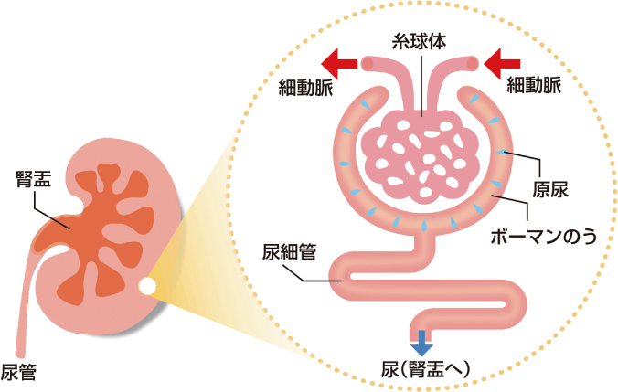 腎臓の構造